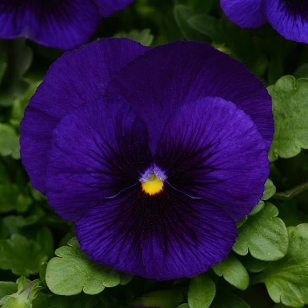 Matrix<sup>®</sup> Deep Blue Blotch Bloom