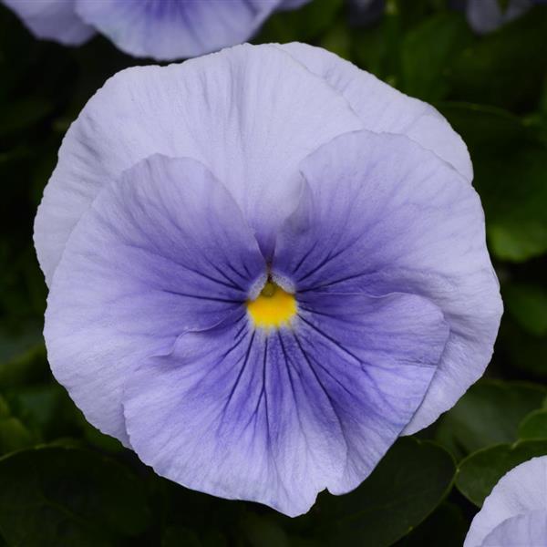 Matrix<sup>®</sup> Light Blue Bloom