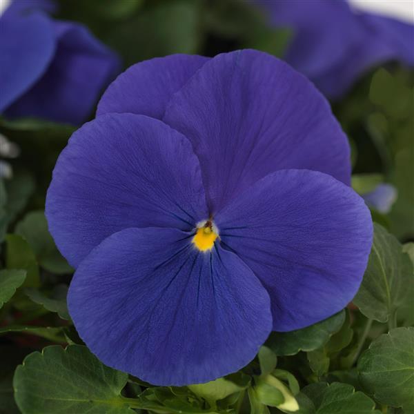 Matrix<sup>®</sup> True Blue Bloom
