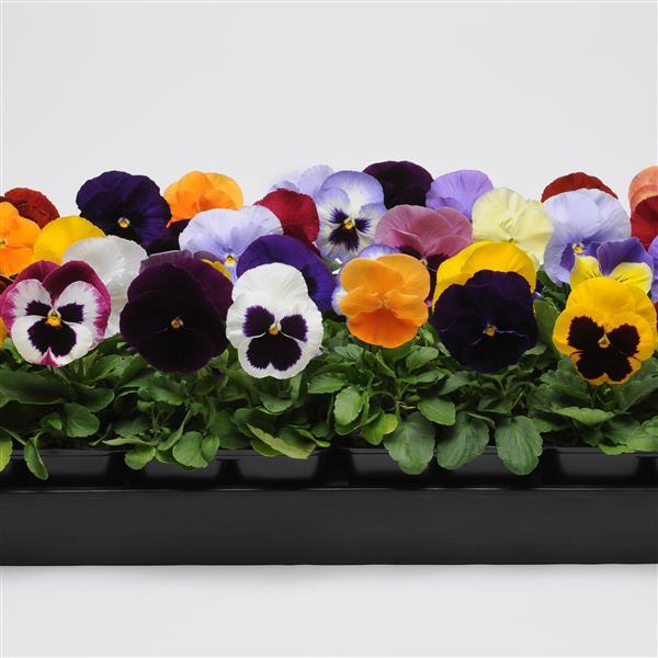 Matrix<sup>®</sup> Mixture Bloom