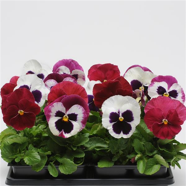 Matrix<sup>®</sup> Raspberry Sundae Mixture Bloom