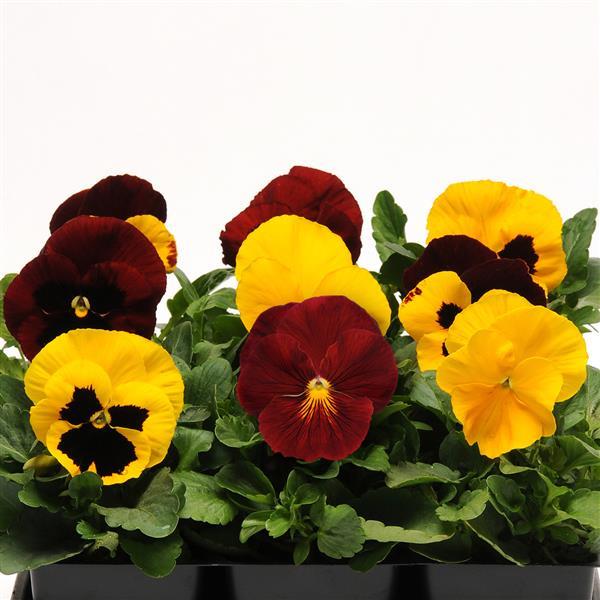 Matrix<sup>®</sup> Autumn Blaze Mixture Bloom