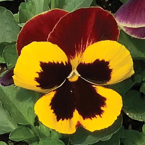 Matrix<sup>®</sup> Red Wing Bloom