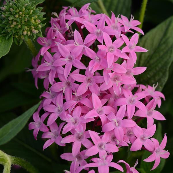 Butterfly™ Orchid Bloom