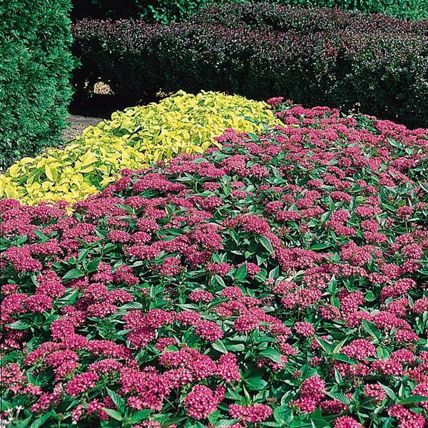 Butterfly™ Deep Pink Landscape