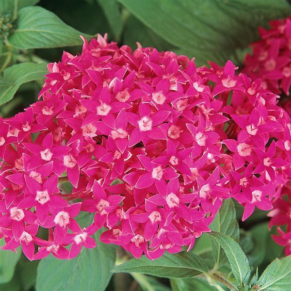 Butterfly™ Deep Rose Bloom