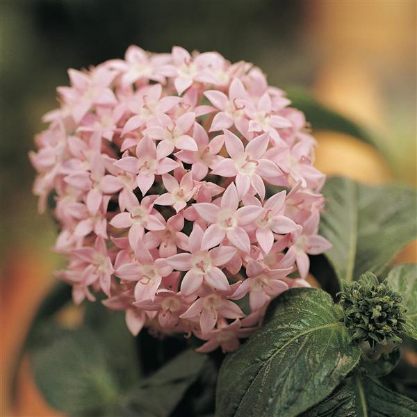 Butterfly™ Light Lavender Bloom
