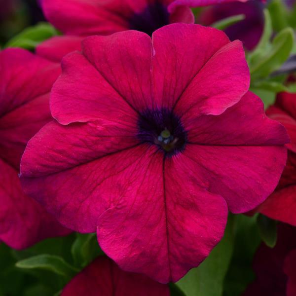 Dreams™ Burgundy Bloom