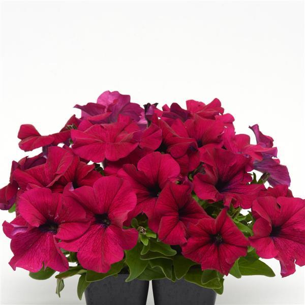 Dreams™ Burgundy Container