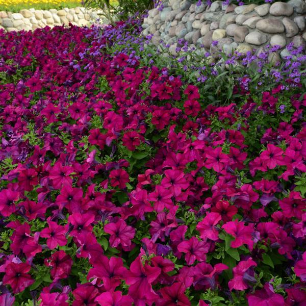 Dreams™ Burgundy Landscape