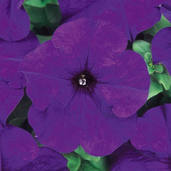 Dreams™ Midnight Bloom