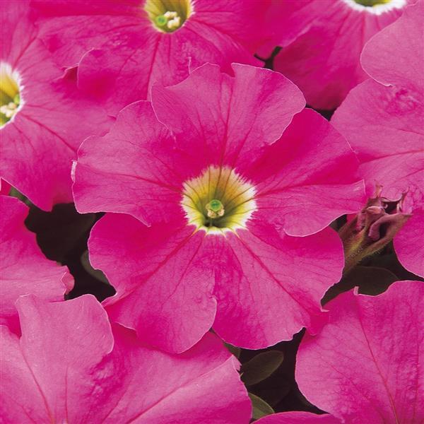 Dreams™ Pink Bloom