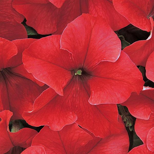 Dreams™ Red Bloom