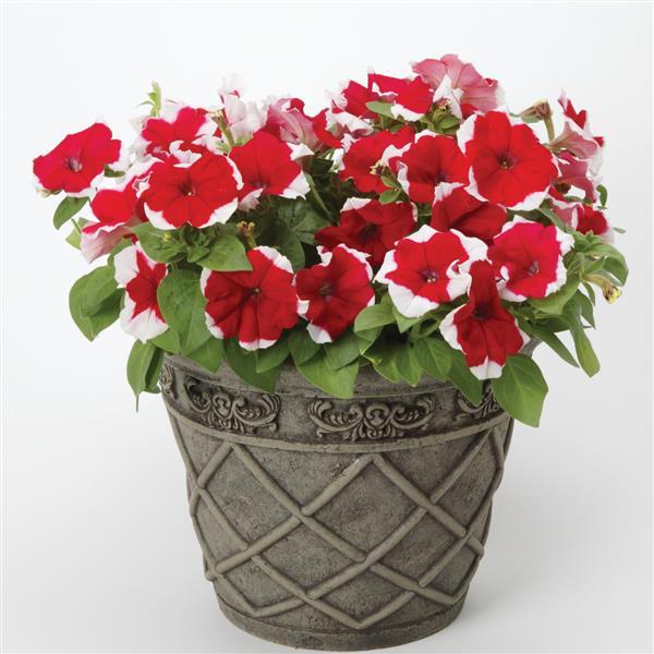 Dreams™ Red Picotee Container