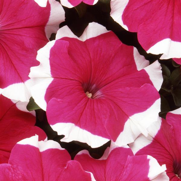 Dreams™ Rose Picotee Bloom