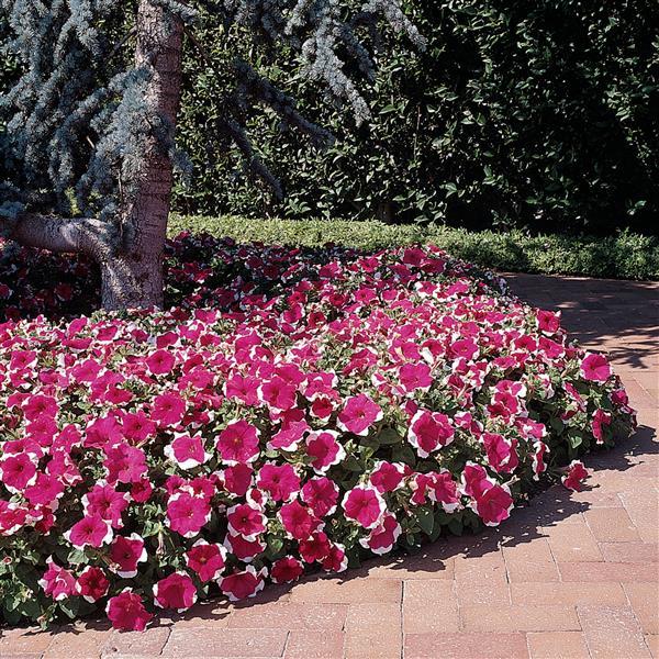 Dreams™ Rose Picotee Landscape