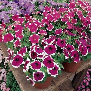 Dreams™ Burgundy Picotee Displays