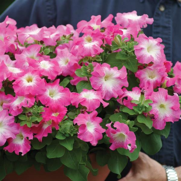 Dreams™ Rose Morn Container