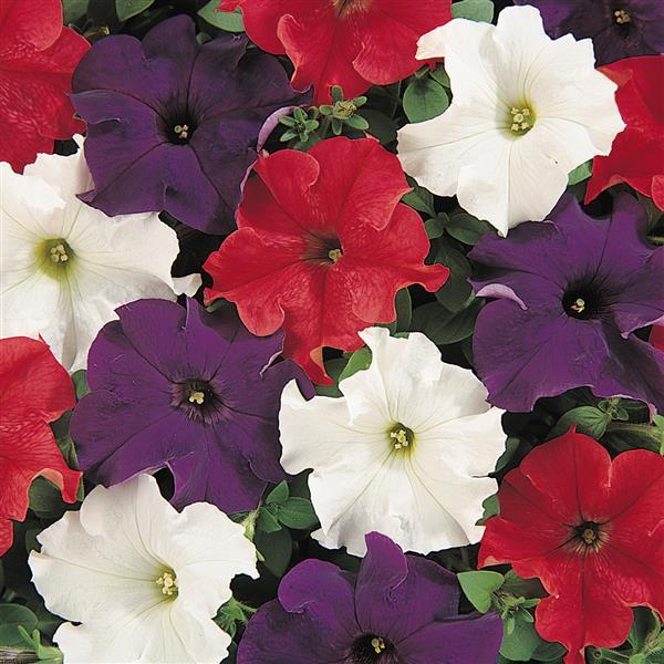 Dreams™ Patriot Mixture Bloom