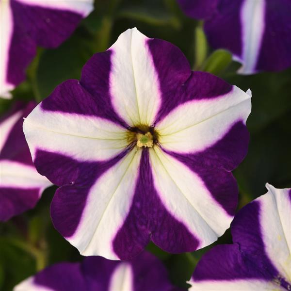 Madness<sup>®</sup> Blue Star Bloom