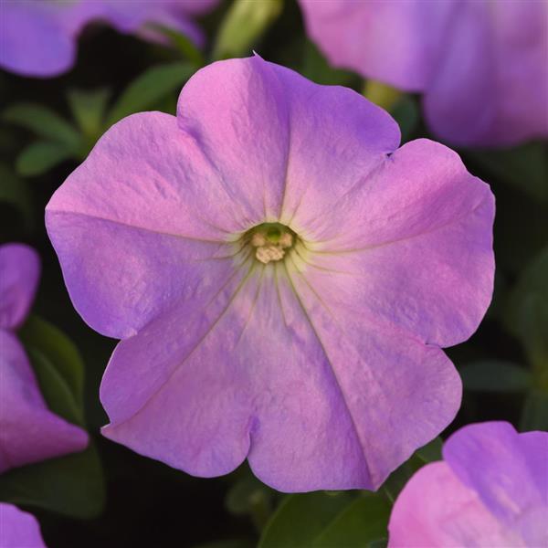 Madness<sup>®</sup> Lilac Bloom