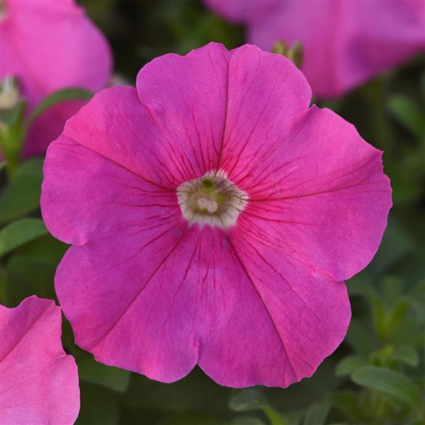 Madness<sup>®</sup> Pink Bloom