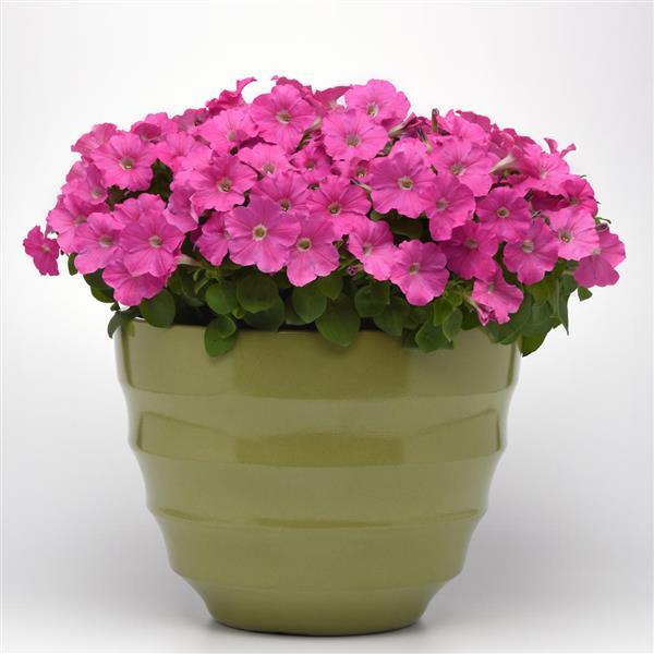 Madness<sup>®</sup> Pink Container