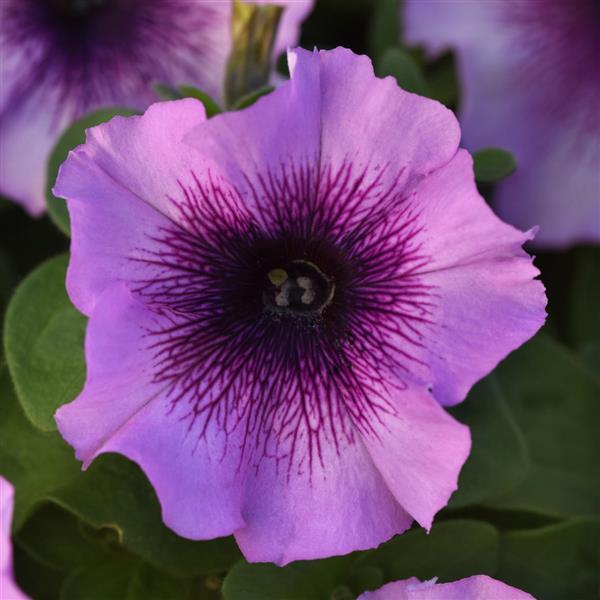 Madness<sup>®</sup> Plum Crazy Bloom