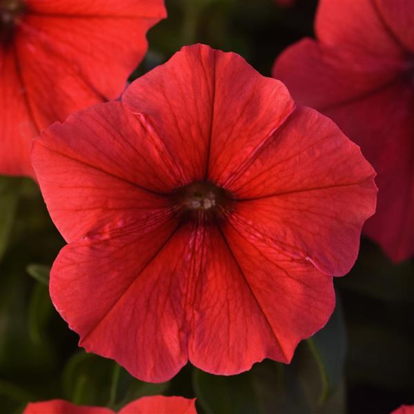 Madness<sup>®</sup> Red Bloom