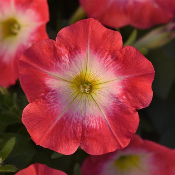 Madness<sup>®</sup> Red Morn Bloom