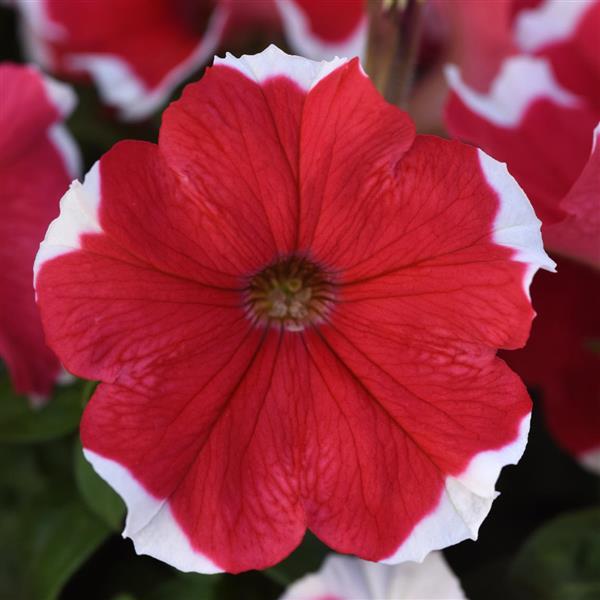 Madness<sup>®</sup> Red Picotee Bloom