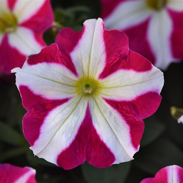 Madness<sup>®</sup> Rose Star Bloom