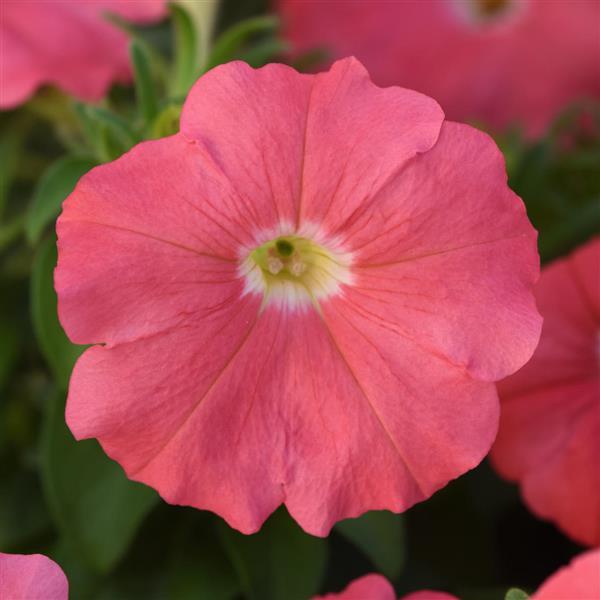 Madness<sup>®</sup> Simply Bloom