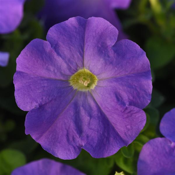 Madness<sup>®</sup> Sky Blue Bloom