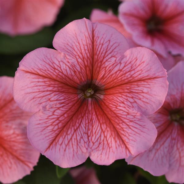 Madness<sup>®</sup> Spring Bloom