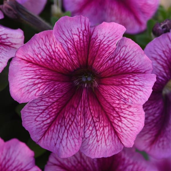 Madness<sup>®</sup> Sugar Bloom