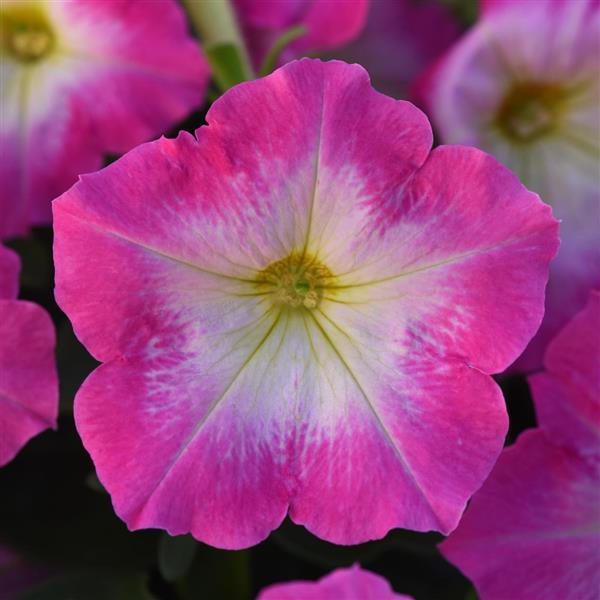 Madness<sup>®</sup> Rose Morn Bloom