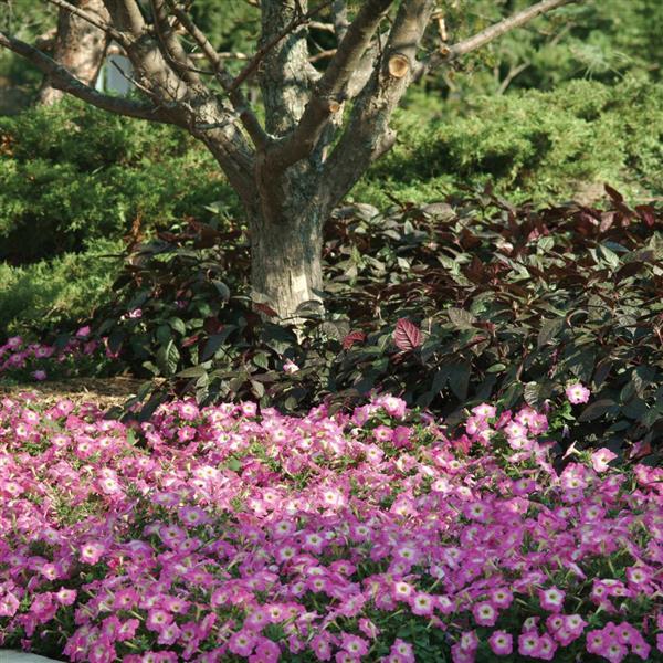 Madness<sup>®</sup> Rose Morn Landscape