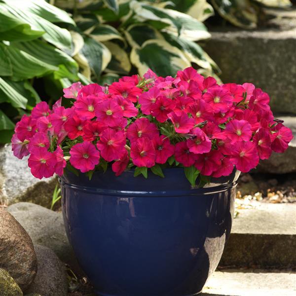 Madness<sup>®</sup> Deep Rose Container