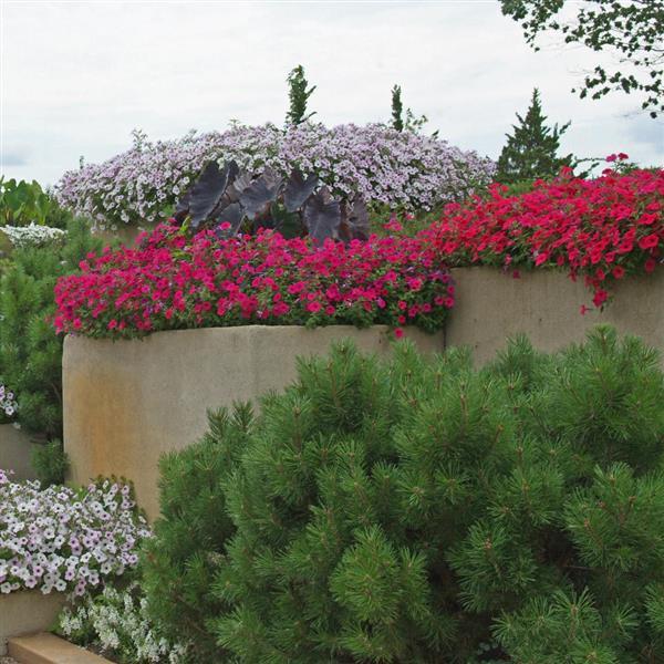 Tidal Wave<sup>®</sup> Cherry Commercial Landscape 2