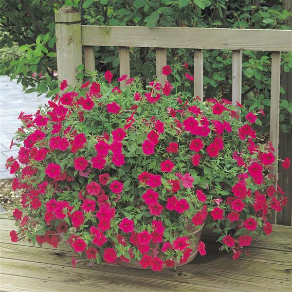 Tidal Wave<sup>®</sup> Cherry Container