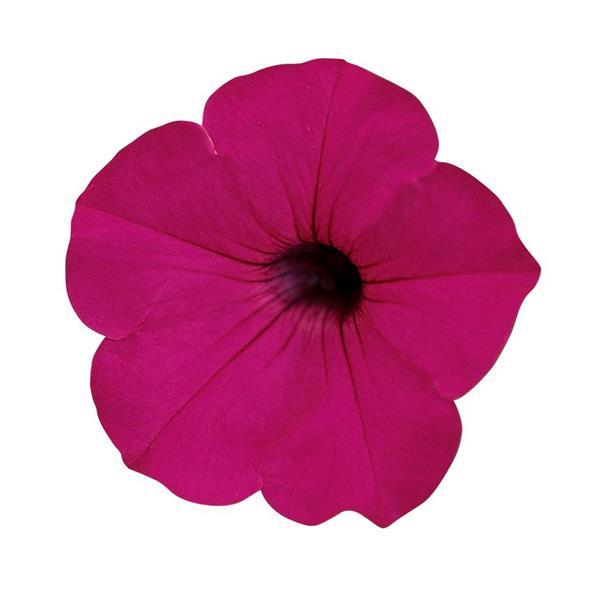Tidal Wave<sup>®</sup> Purple Bloom