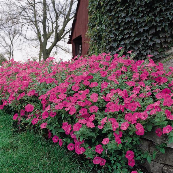 Tidal Wave<sup>®</sup> Hot Pink Commercial Landscape 1