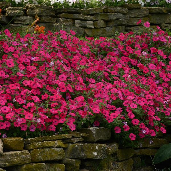 Tidal Wave<sup>®</sup> Hot Pink Landscape