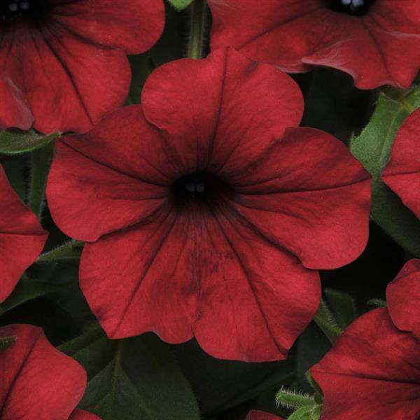 Tidal Wave<sup>®</sup> Red Velour Bloom