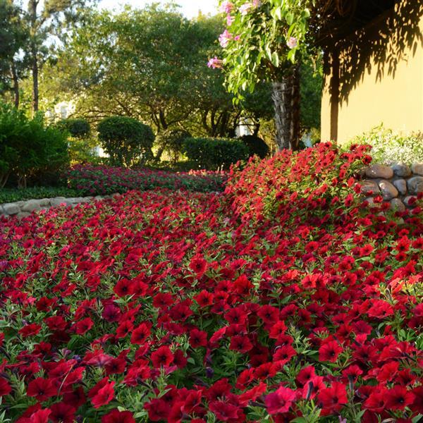 Tidal Wave<sup>®</sup> Red Velour Commercial Landscape 1