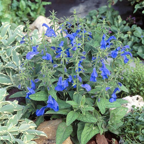 Patio Deep Blue Garden