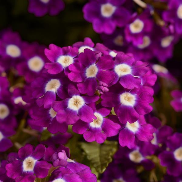 Quartz XP Violet with Eye Bloom