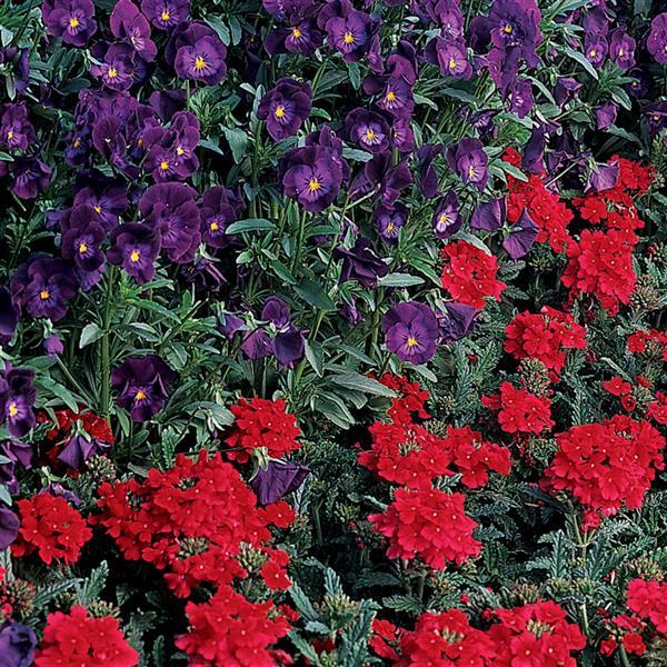 Quartz XP Scarlet Landscape