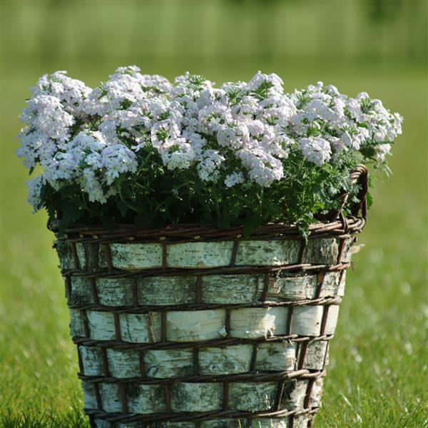 Quartz XP Silver Container